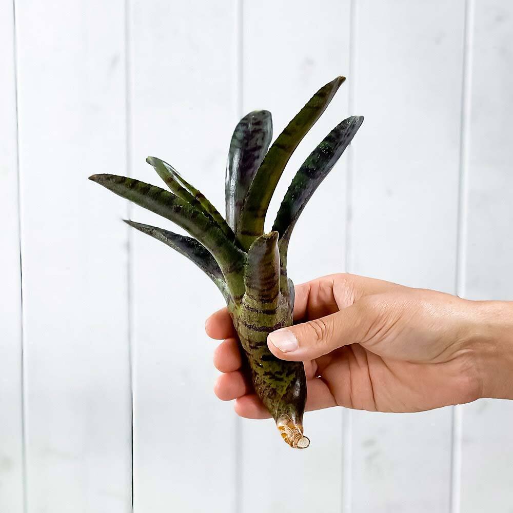 PLANCHU 観葉植物 ネオレゲリア ホットエンバー 1株 育て方説明書付き