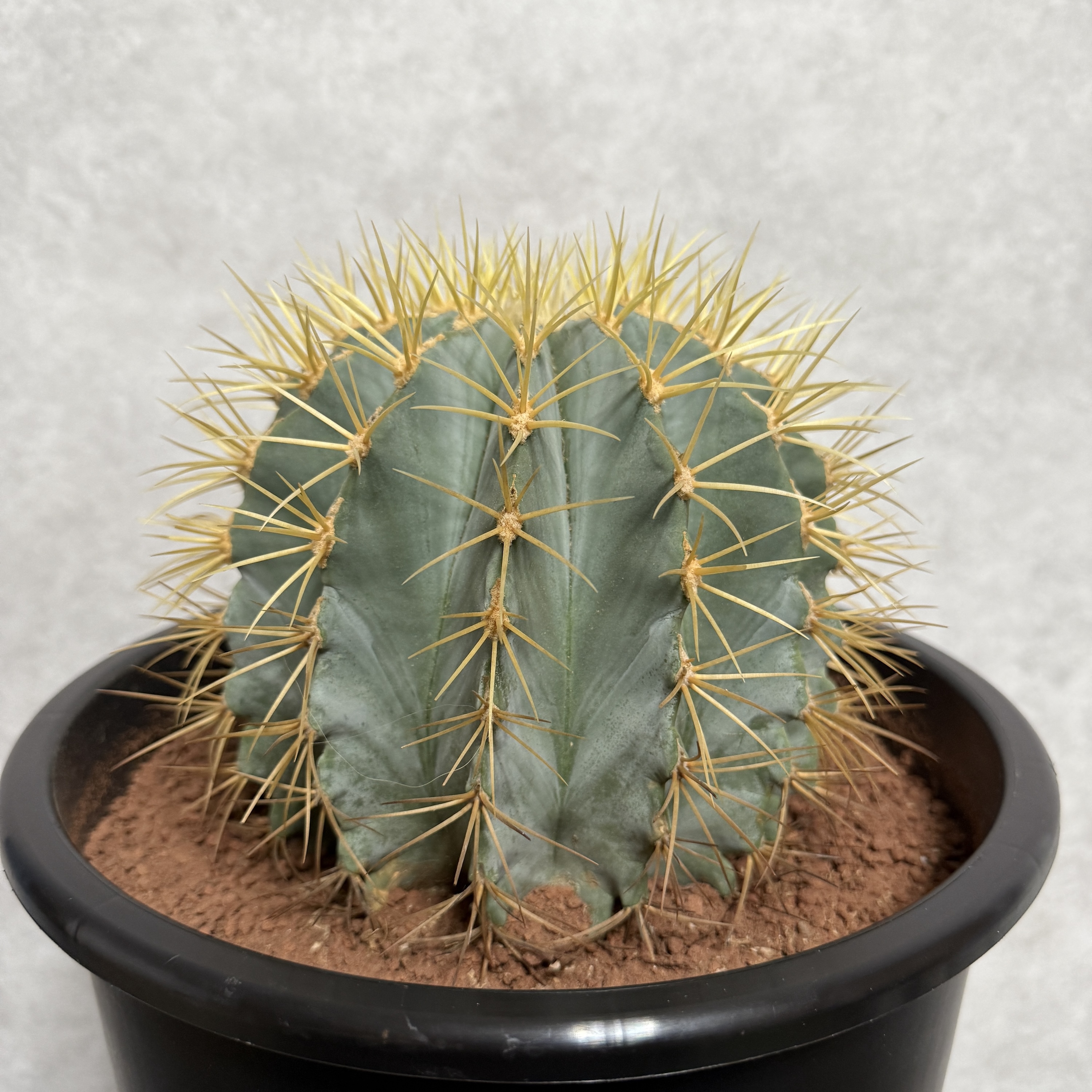 サボテン 王冠竜 8号鉢 大型 観葉植物 ブルーバレルカクタス フェロ