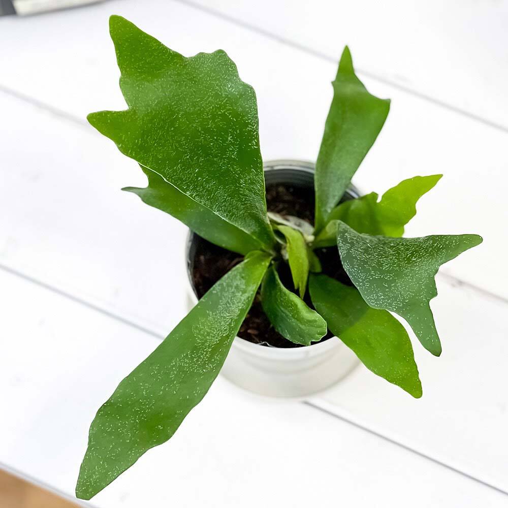 PLANCHU 観葉植物 ビカクシダ アルキコルネ 3.5号鉢 受け皿付き 育て方