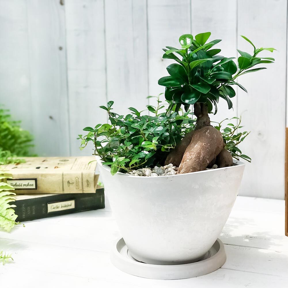 PLANCHU 観葉植物 ガジュマル2種の寄せ植え 人参ガジュマル＆つる性