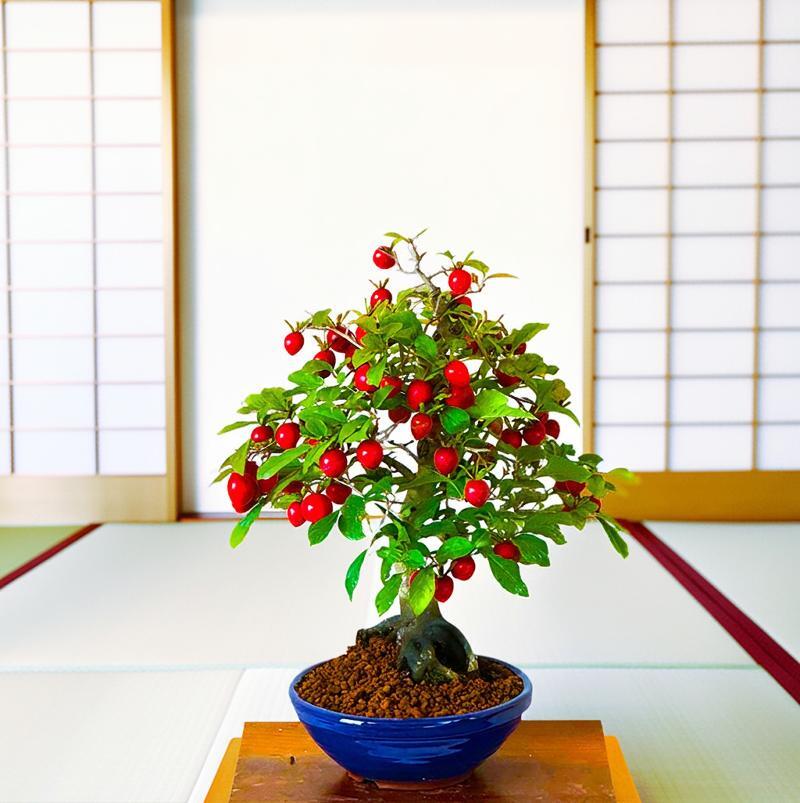 盆栽 ローヤ柿 老爺柿 紅光 育て方ガイド付 日時指定可 送料無料