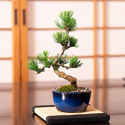 松盆栽 松 樹齢5年 五葉松 ミニ盆栽 人気 ランキング プレゼント