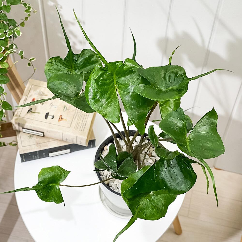 PLANCHU 観葉植物 アロカシア スティングレイ 5号鉢 受け皿付き 育て方