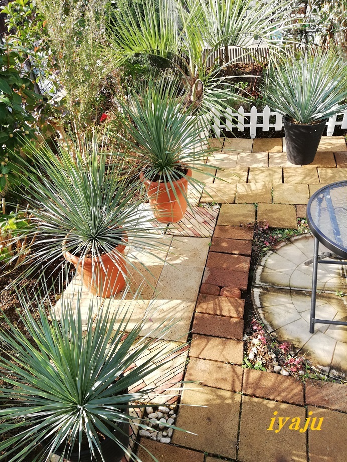 ユッカ ロストラータ 10号(0012) ワイルドな観葉植物 ドライガーデン
