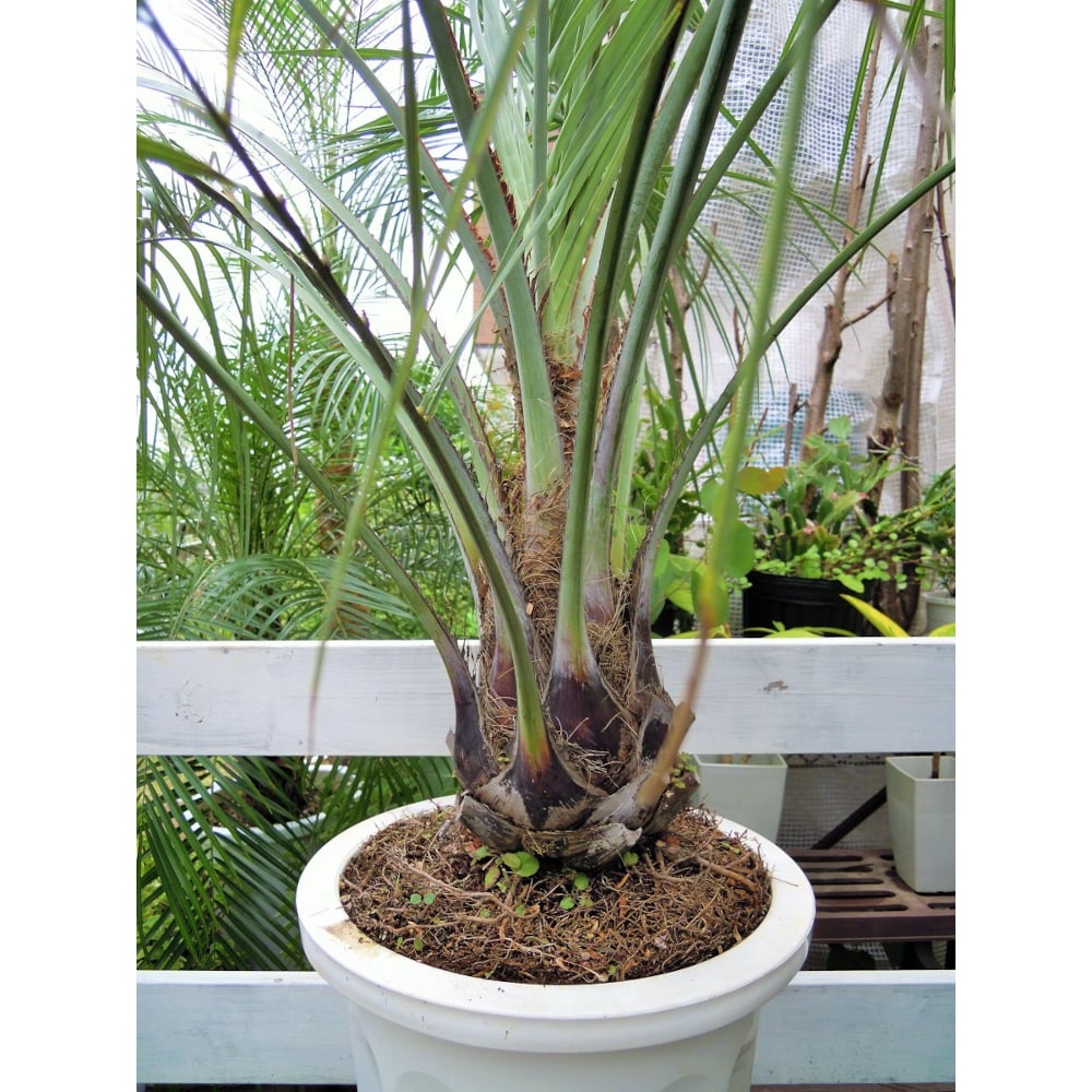 ココスヤシ 10号 耐寒性ヤシ ヤシの木 インテリア ワイルドな観葉植物
