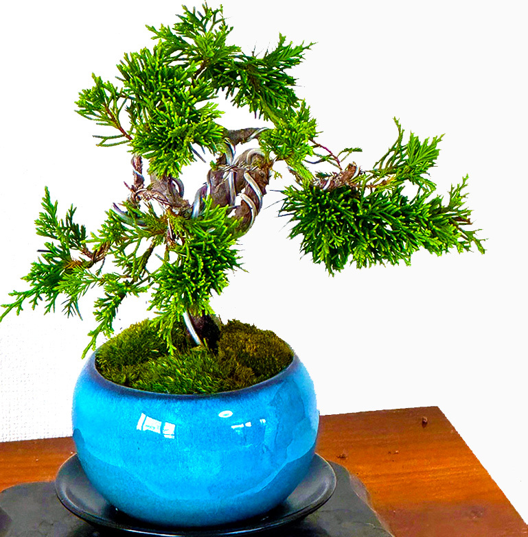 真柏 盆栽 松 糸魚川真柏 育て方ガイド付 送料無料 無料ラッピング