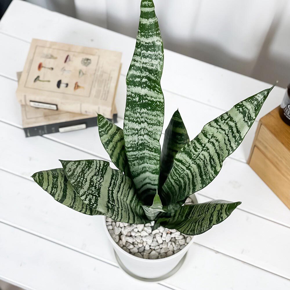 PLANCHU 観葉植物 サンセベリア ゼラニカ 5号鉢 受け皿付き 育て方説明