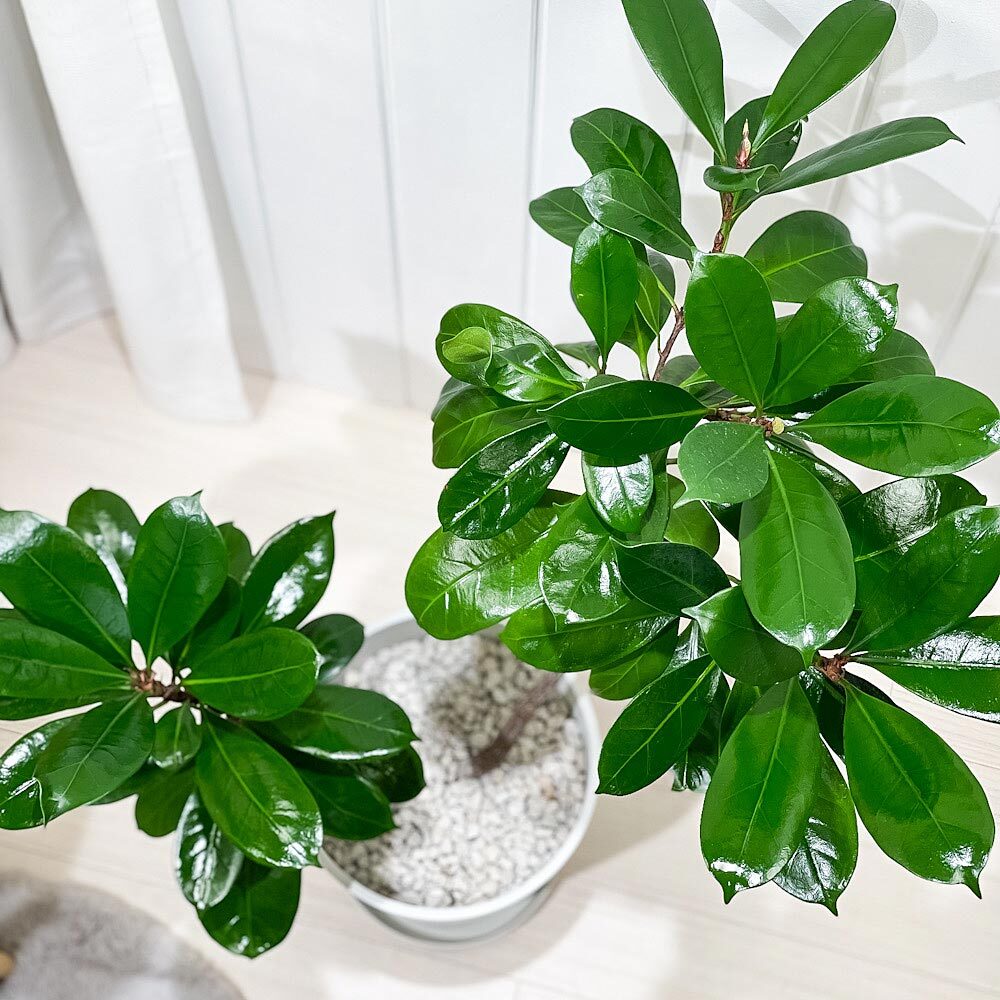 PLANCHU 観葉植物 フィカス キアティスティプラ 8号鉢 受け皿付き 育て