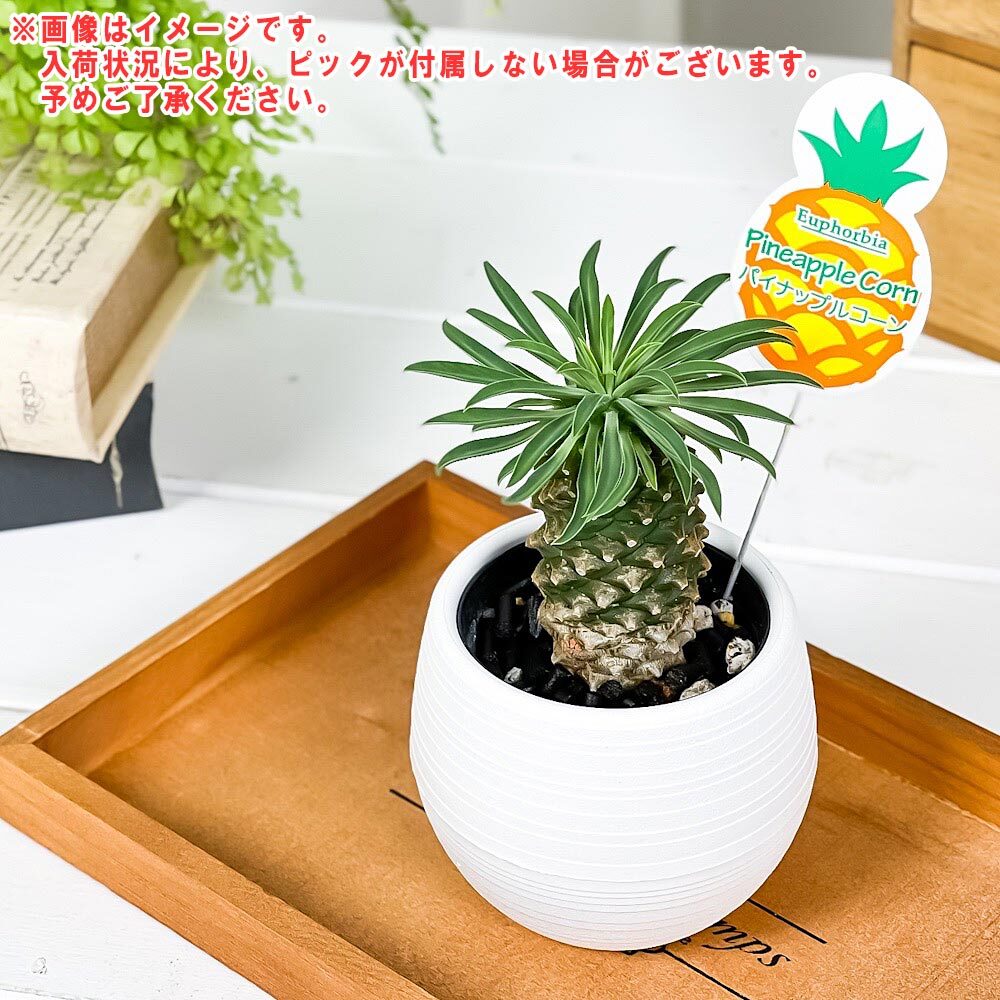 PLANCHU 多肉植物 ユーフォルビア パイナップルコーン 3号丸鉢 受け皿