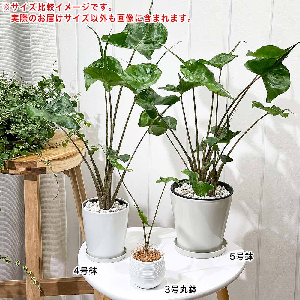 PLANCHU 観葉植物 アロカシア スティングレイ 5号鉢 受け皿付き 育て方
