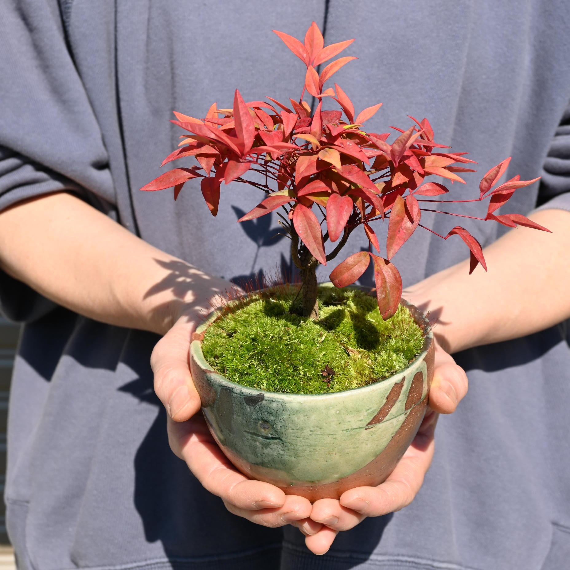 七福南天 ミニ盆栽 南天盆栽は 縁起の良い樹 - 【こぼんさい