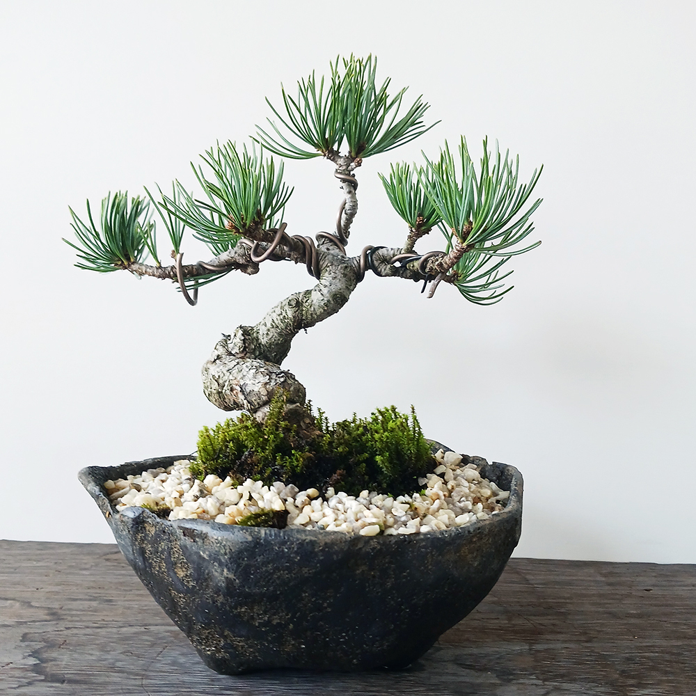 大幅値下げ早いもの勝ち！ 五葉松盆栽 極太 －究極の逸品－ 【公式通販】