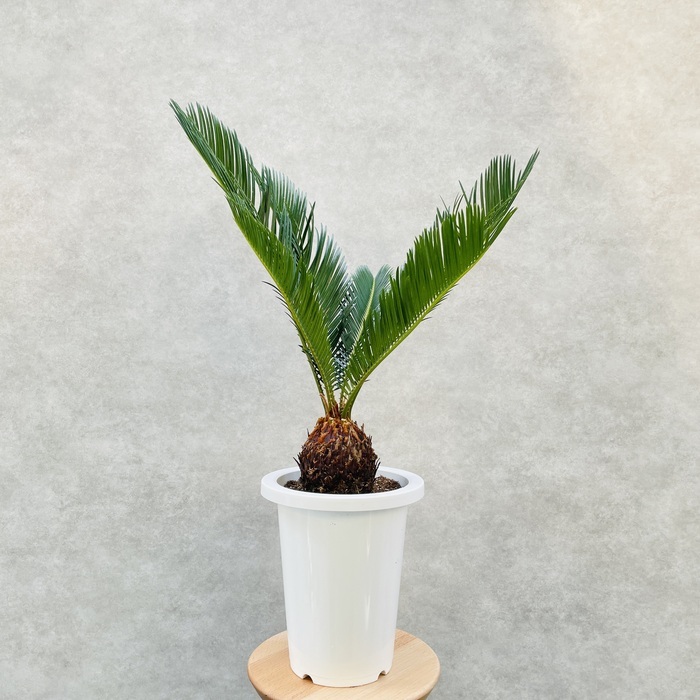 ソテツ 蘇鉄 7号鉢 庭木 記念樹 シンボルツリー 観葉植物 風水 地植え