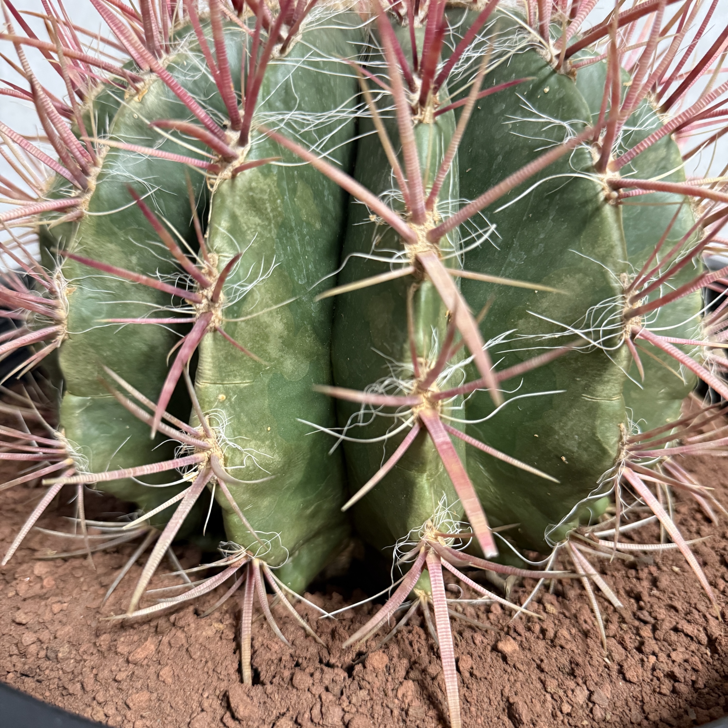 サボテン赤鳳 12号鉢 大型 特大サイズ フェロカクタススタイネシー