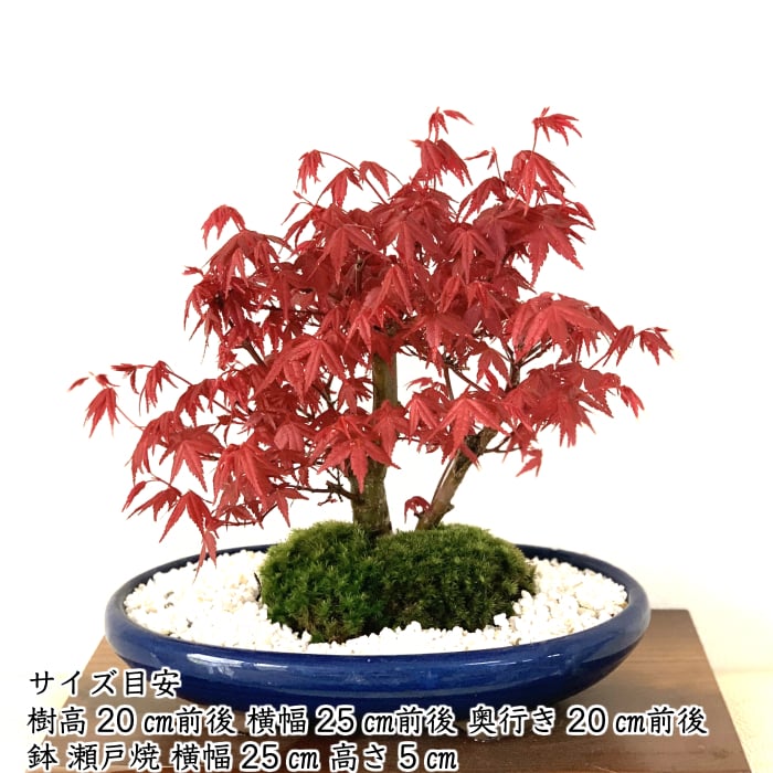 盆栽 もみじ 希少 本格 極上 盆栽 樹齢10年 双幹出猩々もみじ 紅葉盆栽