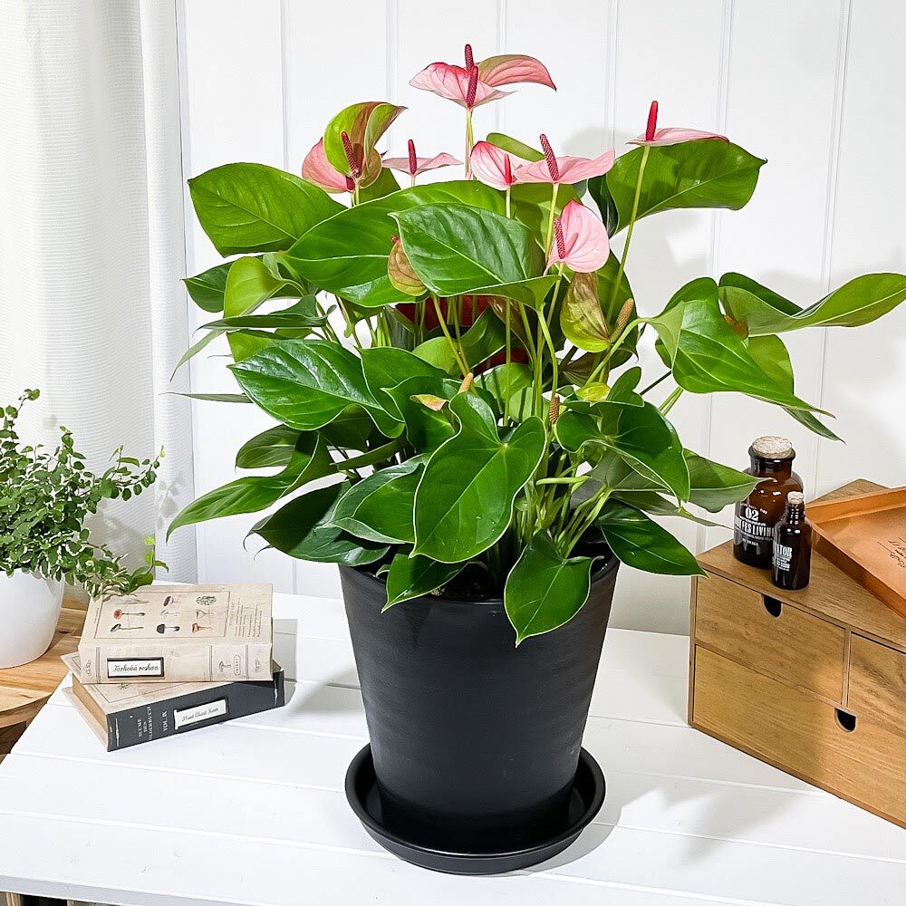 PLANCHU 観葉植物 アンスリウム ミスティーク 8号鉢 受け皿付き 育て方