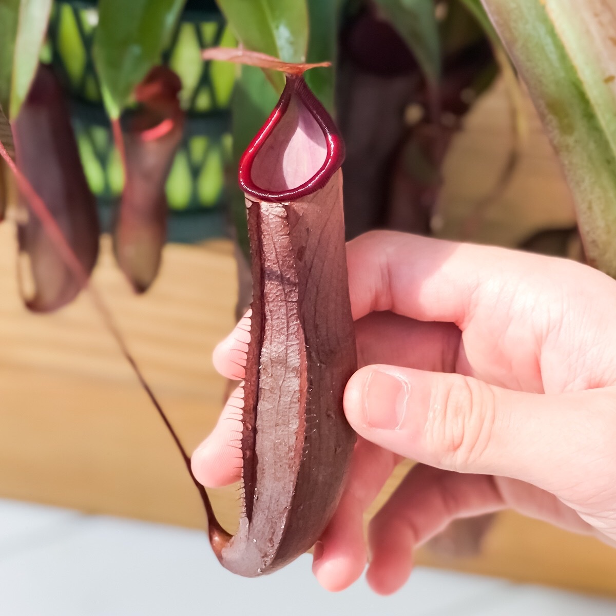 PLANCHU 食虫植物 ネペンテス レベッカ 5号吊り鉢 育て方説明書付き