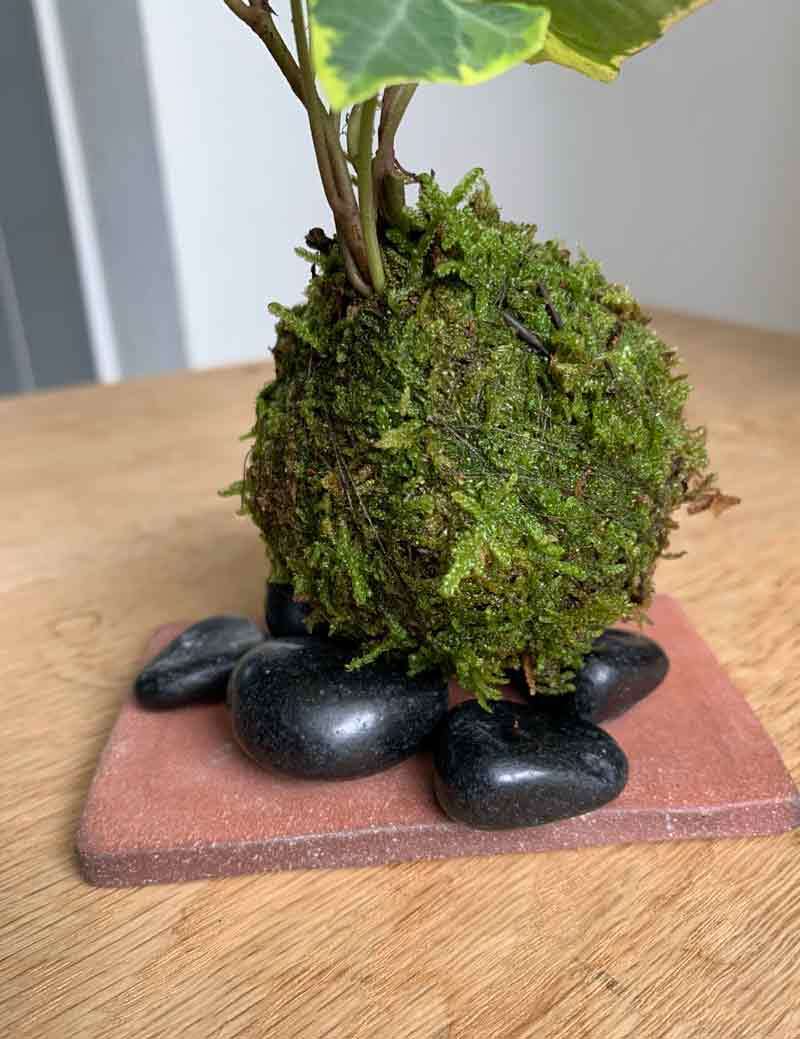 苔玉の入門版、丈夫で育てやすい アイビーミニ苔玉・焼締平皿セット 苔