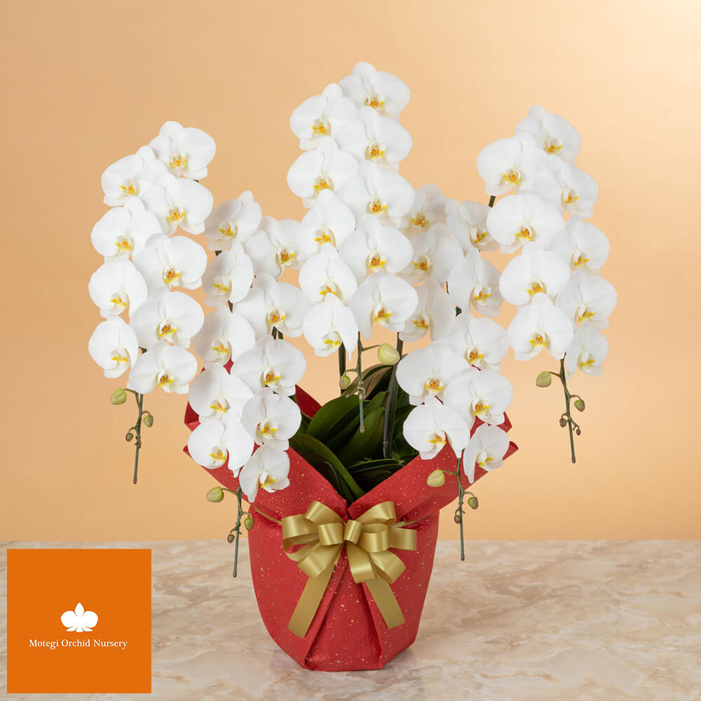 大輪胡蝶蘭「5本立ち（白）～プレミアムクラス～」｜法人向けビジネス