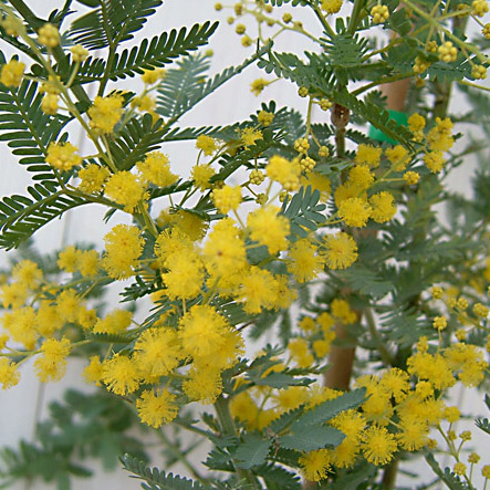 園芸ネット本店｜アカシア：ギンヨウアカシア（ミモザアカシア）3-3.5