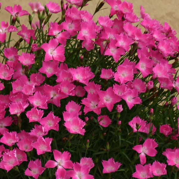 園芸ネット本店｜ナデシコ（芳香四季咲き）：かほり3号ポット3株セット