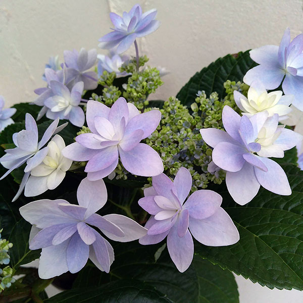 園芸ネット本店｜アジサイ：ダンスパーティー3.5号ポット の通販【公式】