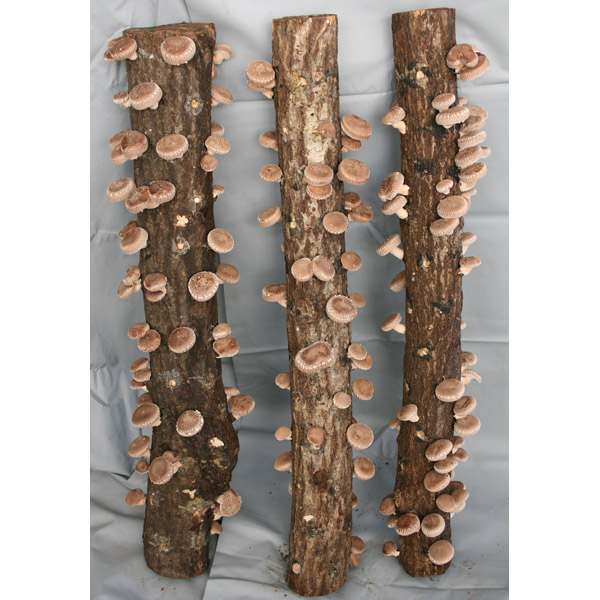 園芸ネット本店｜ホダキング（しいたけホダ木オガ菌完熟90cm）3本