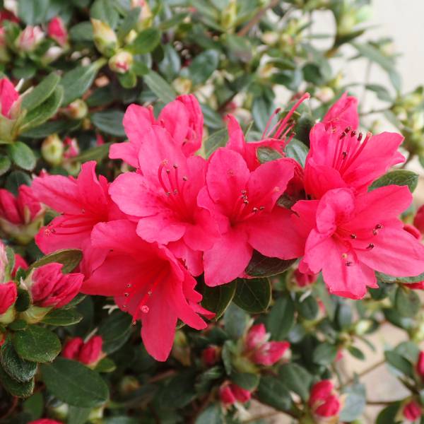 園芸ネット本店｜久留米ツツジ：今猩々（いましょうじょう）5号ポット5