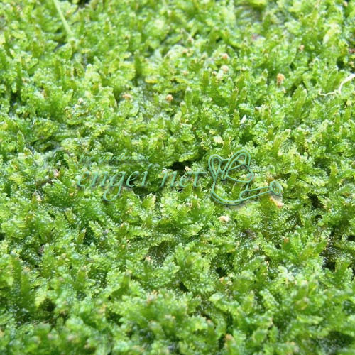 園芸ネット本店｜コケ（苔）：ハイゴケ（這苔）55cm×36cmトレー入り の