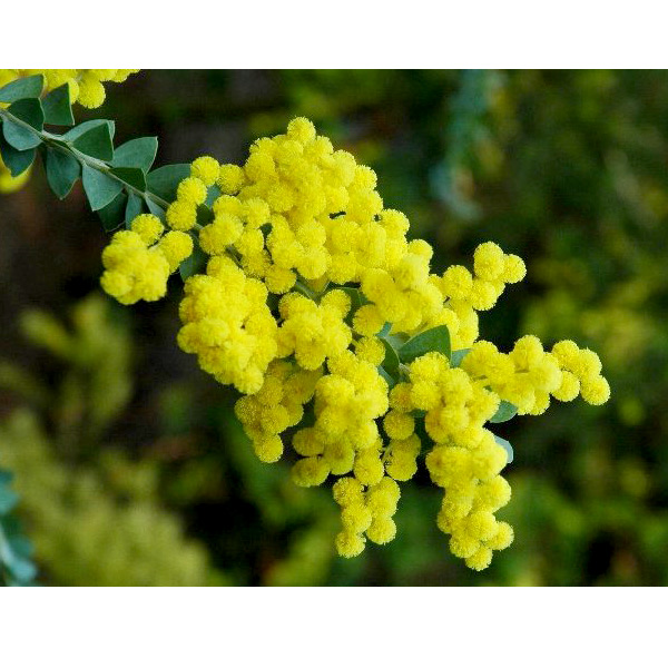 園芸ネット本店｜アカシア：三角葉（サンカクバ）アカシア3-3.5号