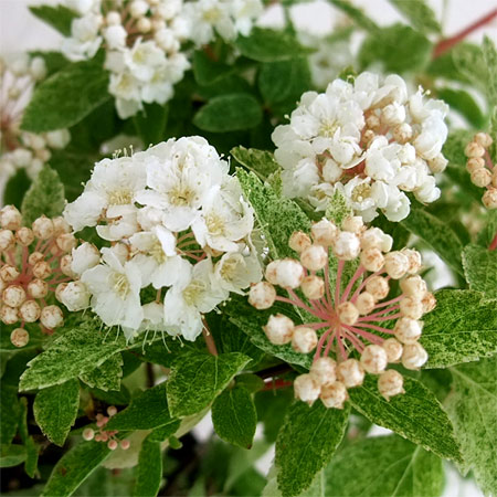 園芸ネット本店｜コデマリ：斑入りコデマリピンクアイス（桜でまり）3