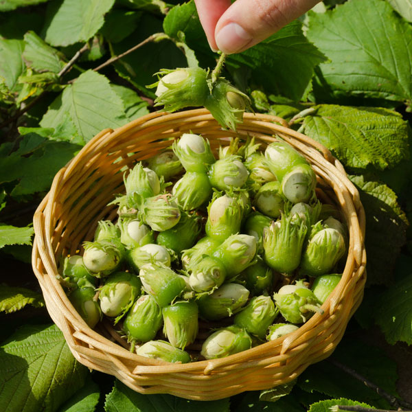 園芸ネット本店｜アメリカンヘーゼルナッツ（西洋ハシバミ）：フィル