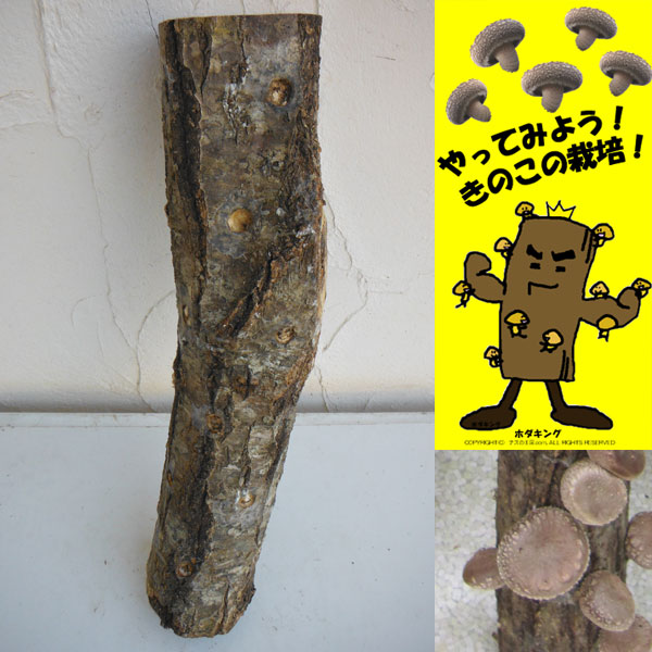 園芸ネット本店｜ホダキング（しいたけホダ木オガ菌完熟45cm）1本 の