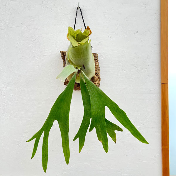 園芸ネット本店｜ビカクシダ（コウモリラン）：ネザーランド コルク