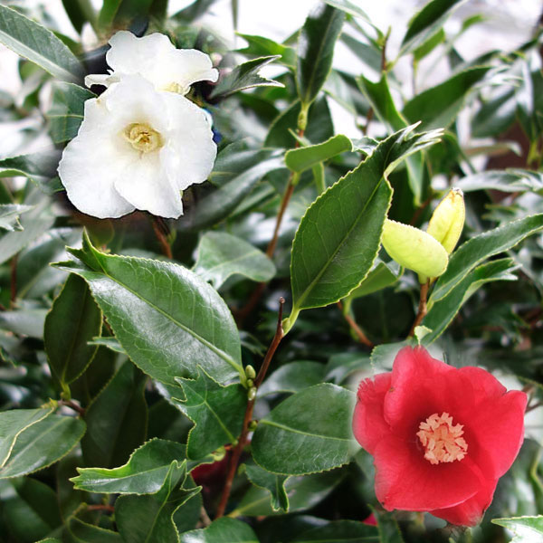 園芸ネット本店｜椿：金魚葉椿（キンギョバツバキ）4号ポット2種セット