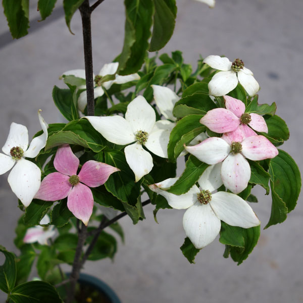 園芸ネット本店｜ヤマボウシ：源平ヤマボウシ 6号ポット の通販【公式】