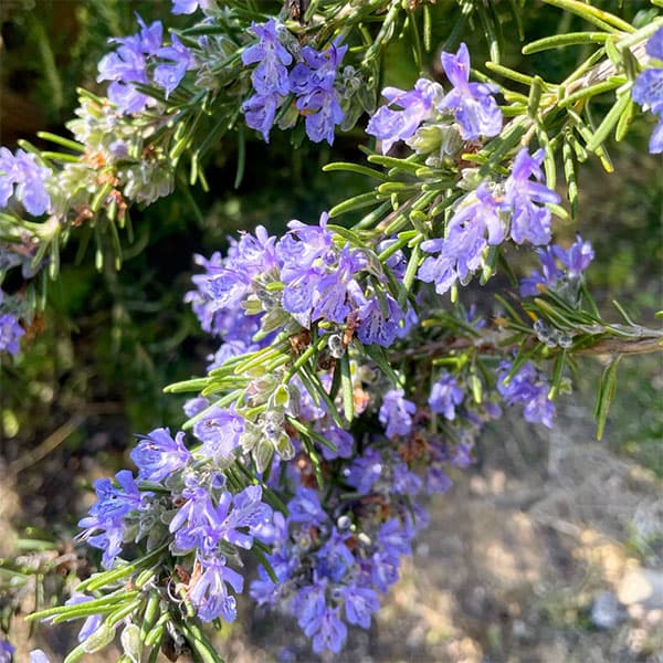 園芸ネット本店｜ローズマリー（立性）：マリンブルー4号 2株セット の