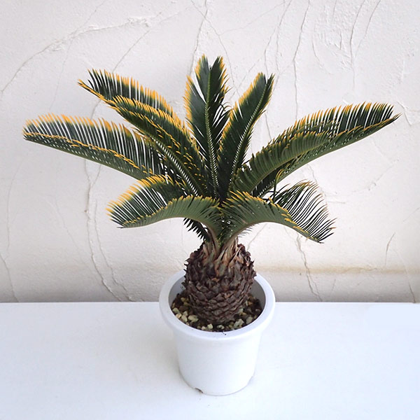 園芸ネット本店｜ソテツ：金環ソテツ 6号鉢植え の通販【公式】