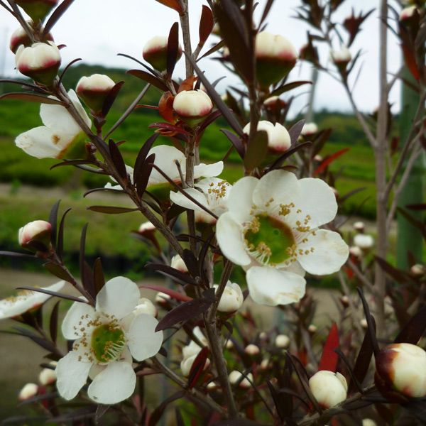 園芸ネット本店｜[26年4月上旬予約]レプトスペルマム：カッパーグロー5