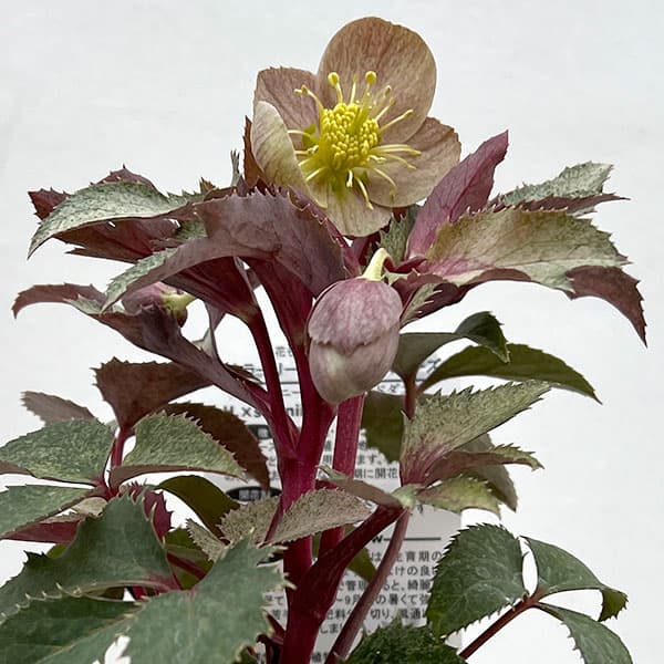 園芸ネット本店｜松村ナーセリーさんのクリスマスローズ（原種系