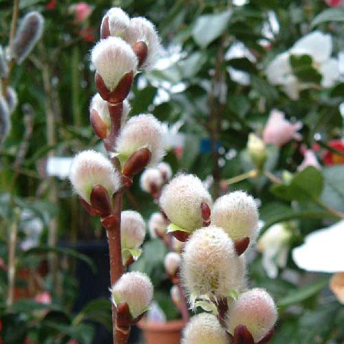 園芸ネット本店｜ネコヤナギ（猫柳）：ピンクパールネコヤナギ4号