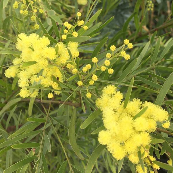 園芸ネット本店｜アカシア：ブリスベーンアカシア（フィンブリアータ