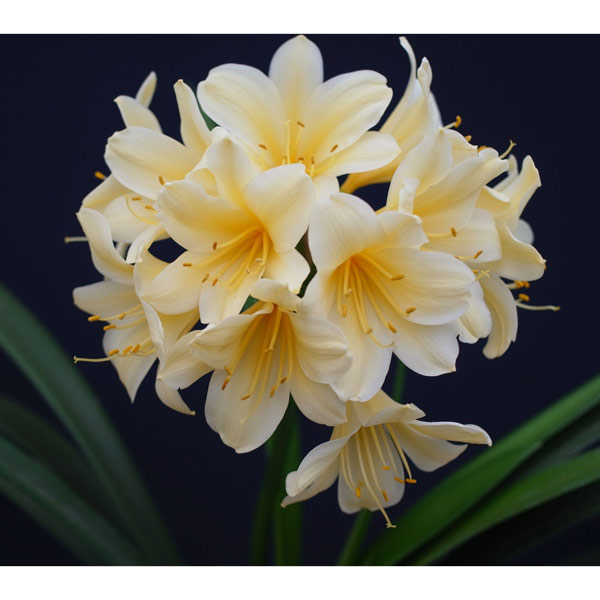 園芸ネット本店｜クンシラン：黄花君子蘭3号ポット の通販【公式】