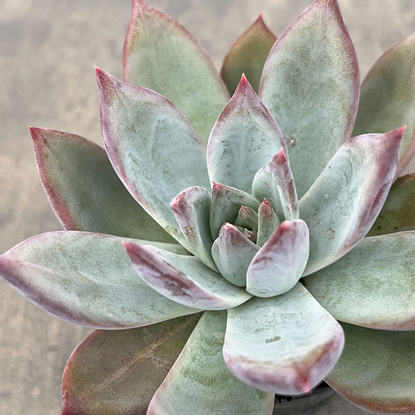 園芸ネット本店｜エケベリア：コロラータ 2号ポット の通販【公式】