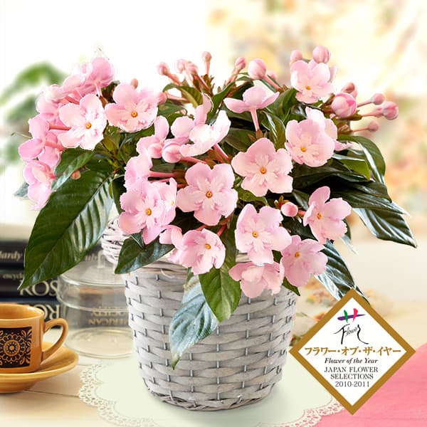 園芸ネット本店｜ルクリア（アッサムニオイザクラ）：ココ(coco)5号