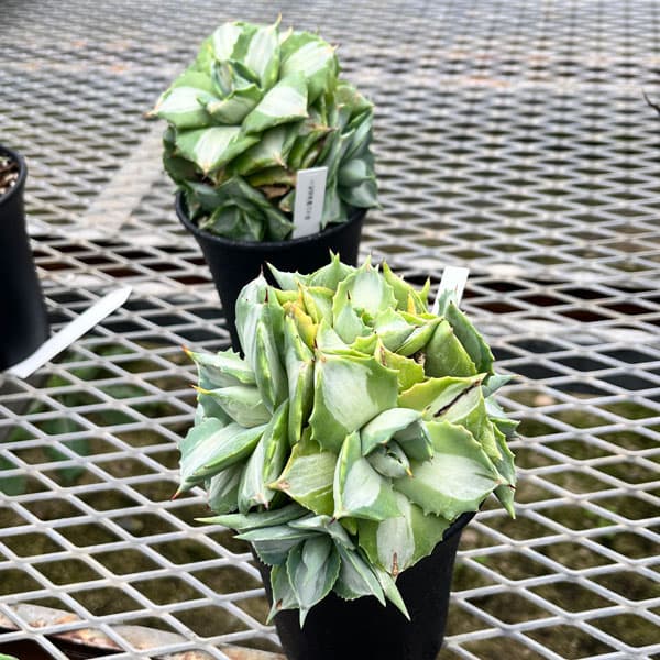 園芸ネット本店｜アガベ：王妃雷神錦（おうひらいじんにしき）3.5号 の