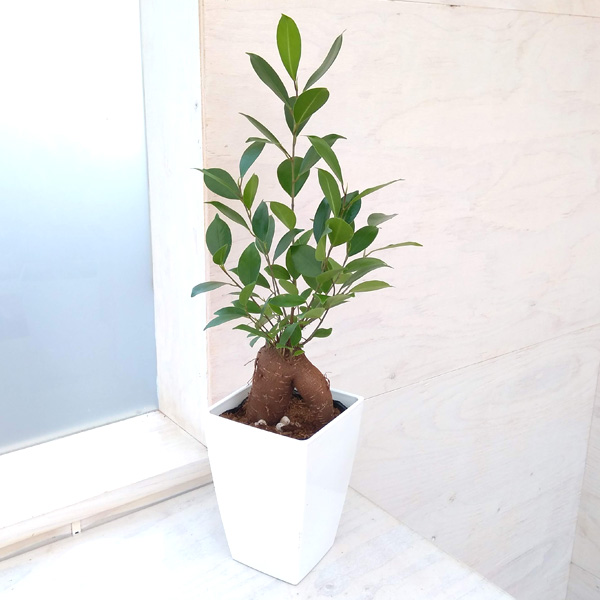 園芸ネット本店｜ガジュマル（多幸の木）4号角鉢植え の通販【公式】