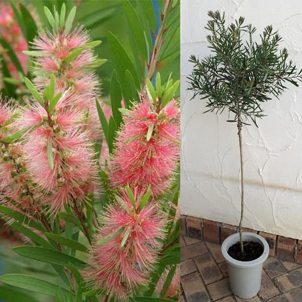 園芸ネット本店｜カリステモン：ピンクシャンパン7号ポットSTD の通販