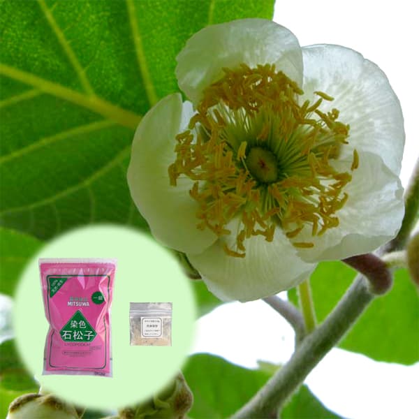 園芸ネット本店｜キウイの花粉1袋と花粉増量剤・染色石松子（せき