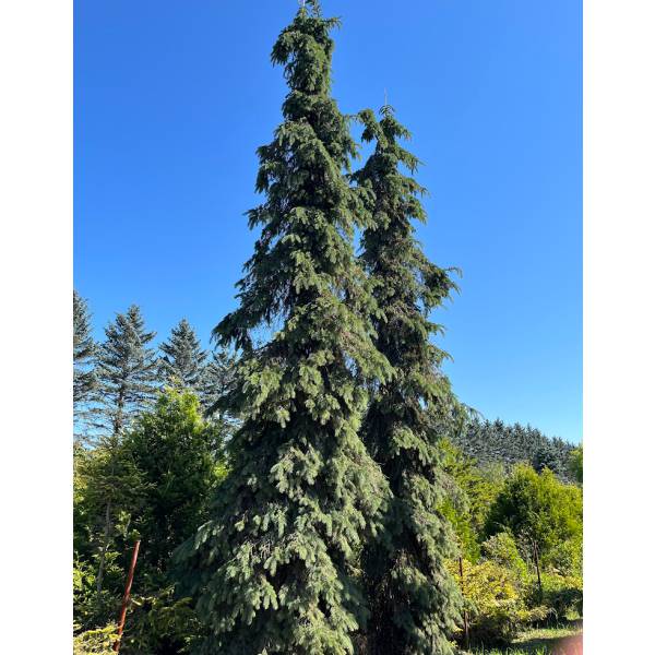 園芸ネット本店｜カナダトウヒ：ペンデュラ7号ポット の通販【公式】